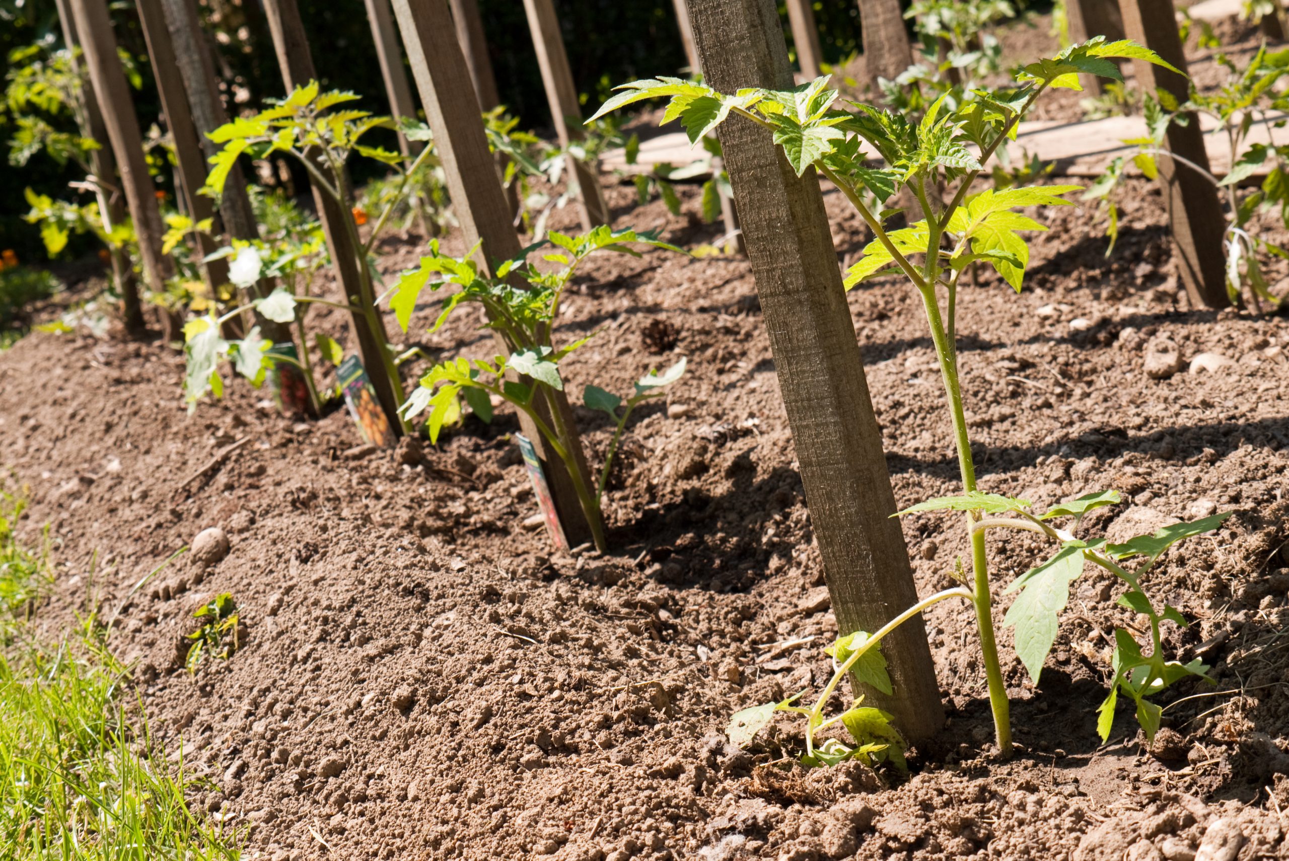 ‘Groene’ meststoffen als natuurlijke voeding voor uw tuin
