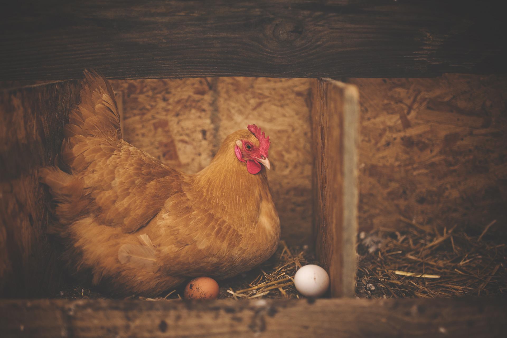 De l’œuf au poussin, vos premiers pas pour bien « couver » !