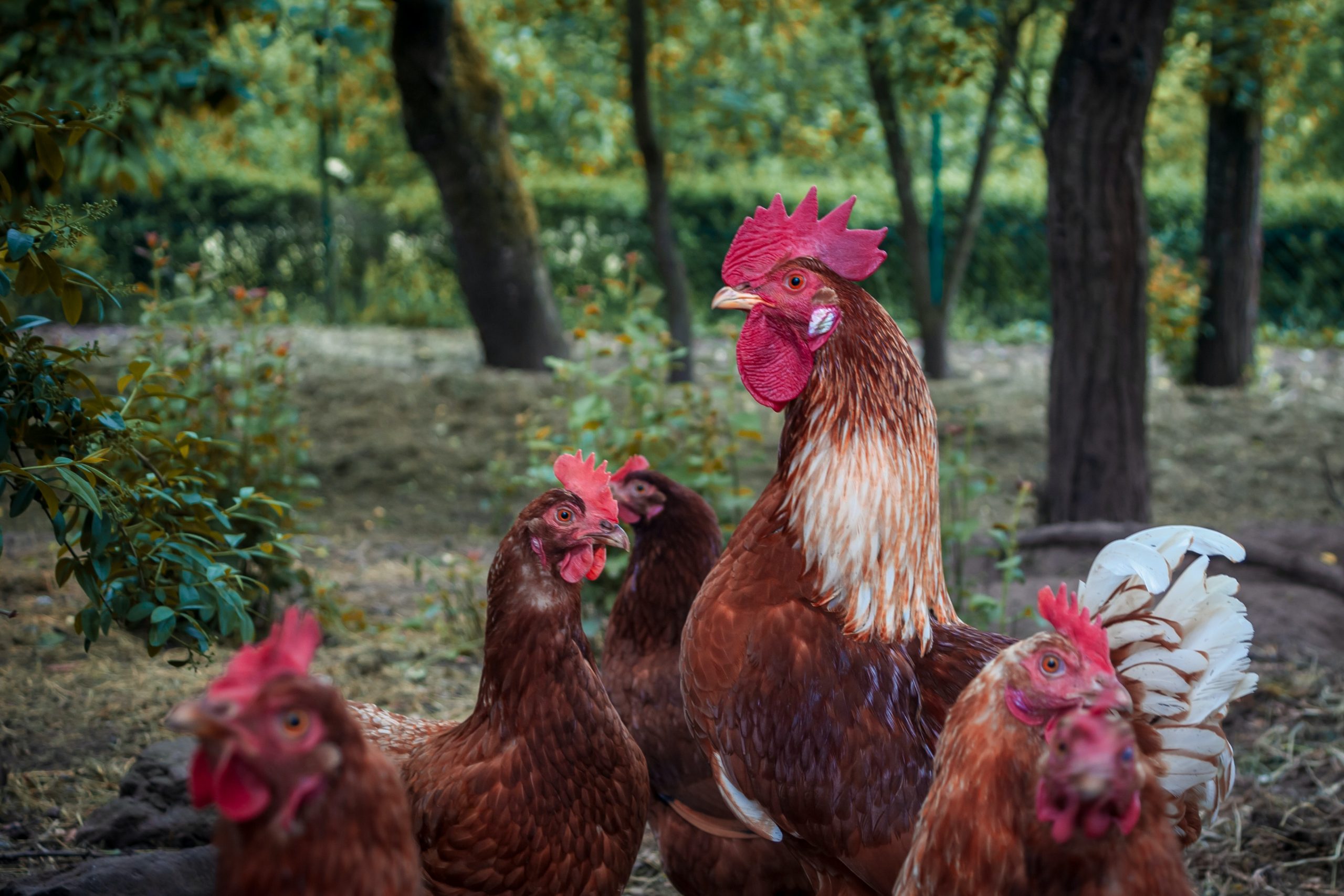 Un coq dans votre poulailler : cocorico ou risque de chaos ?