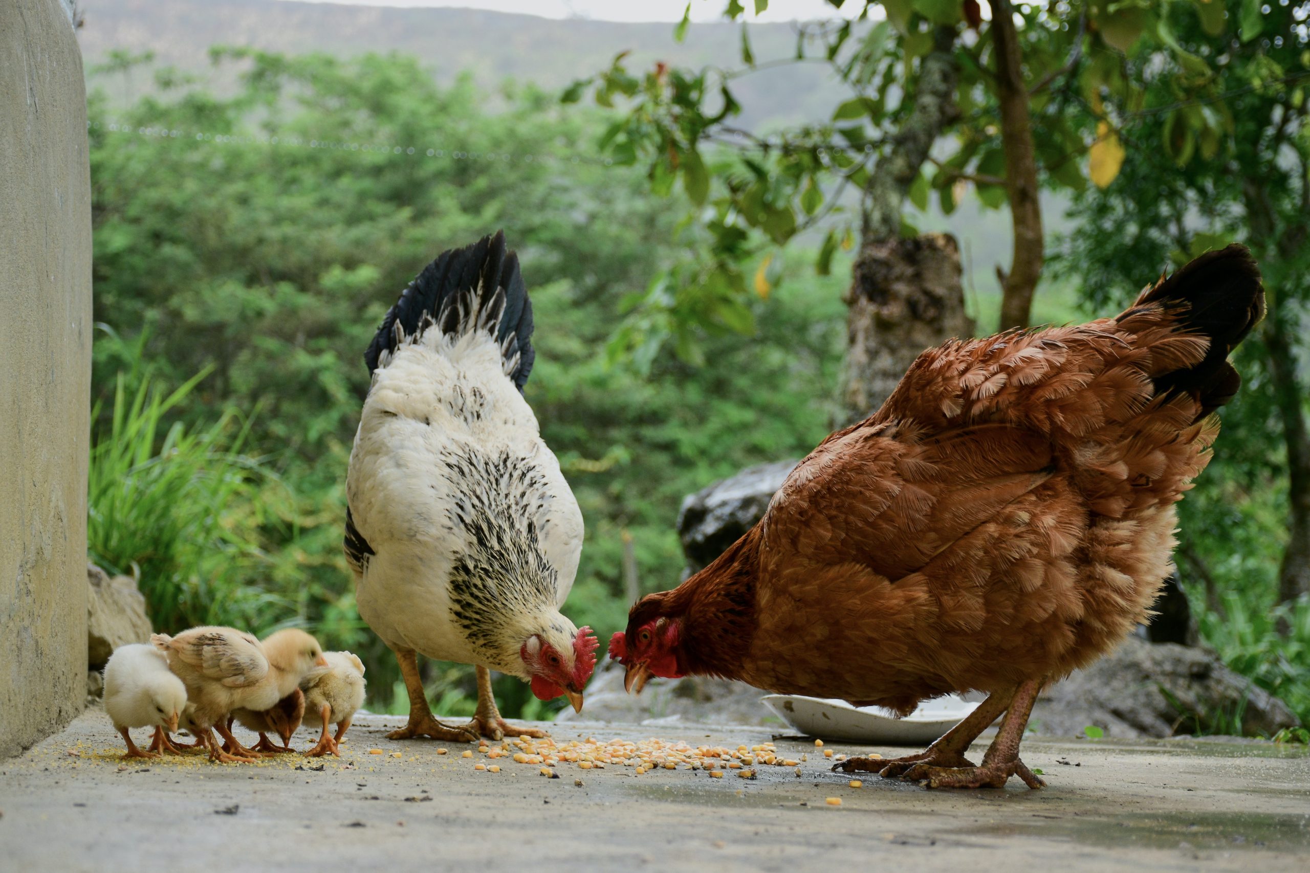 Het geheim van een evenwichtige voeding voor uw kippen