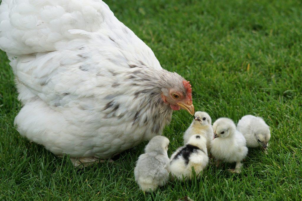 Boost Het hotel Kudde Hoe kippeneieren uitbroeden met een broedmachine