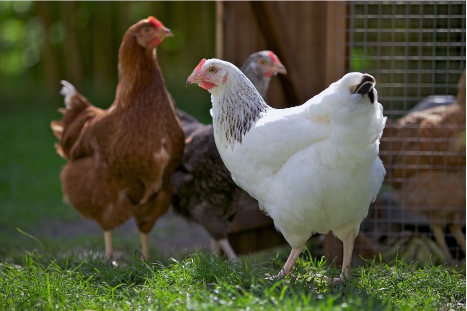 Les 5 indispensables pour des poules en bonne santé