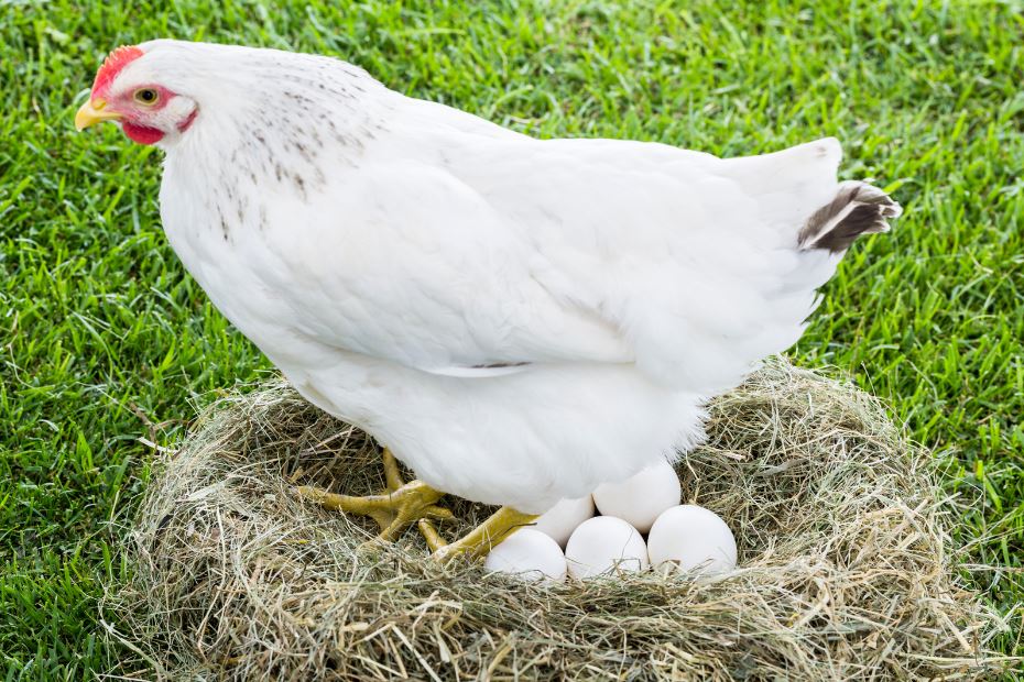 witte kip met eieren in een nest