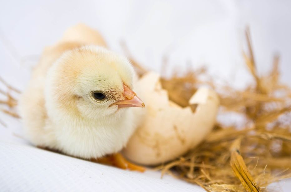 Comment couver des œufs de poules dans une couveuse ?